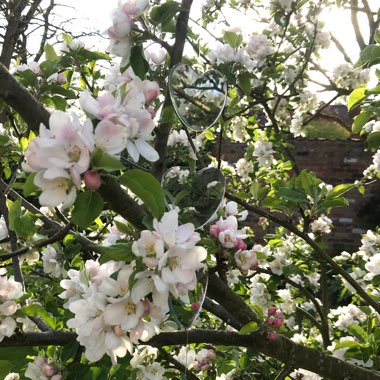 Beverley's garden