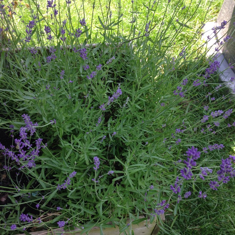 Plant image Lavandula stoechas 'Silver Anouk' (Anouk Series)