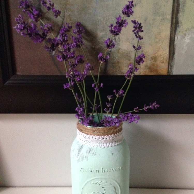 Plant image Lavandula stoechas 'Silver Anouk' (Anouk Series)