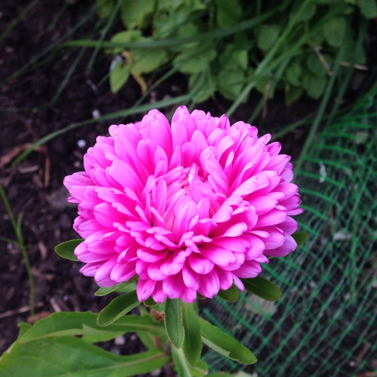 Plant image Aster 'Asteroid Mix'