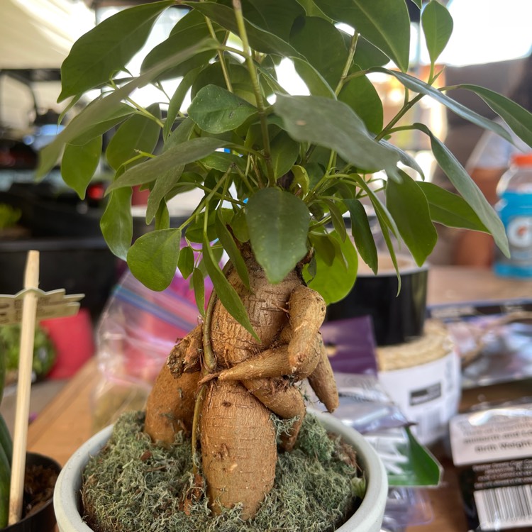 Plant image Ficus formosana (Bonsai)