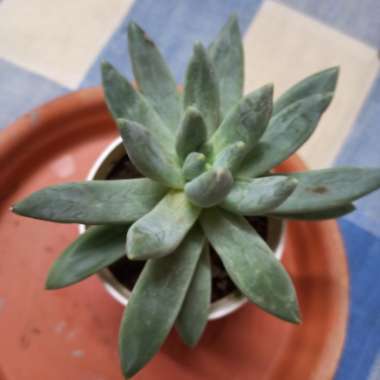 Pachyphytum 'Compactum'