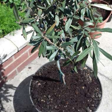 Olive Tree