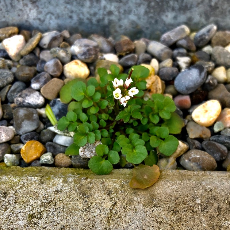 Plant image Cardamine hirsuta