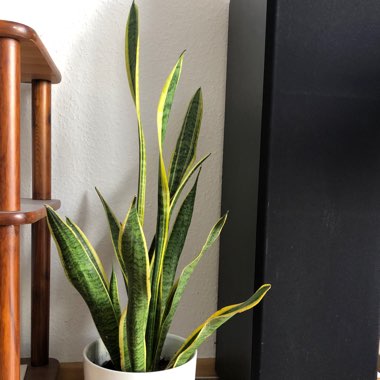 Sansevieria trifasciata superba