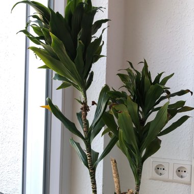 Dracaena deremensis 'Janet Craig Compacta'