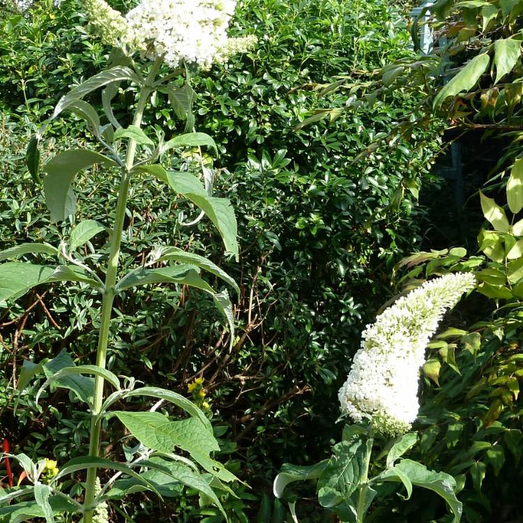 Plant image Buddleja 'Hinebud3' syn. Buddleja 'Dreaming White'