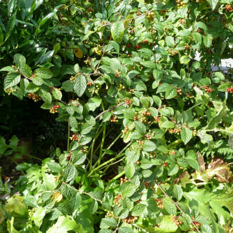 Plant image Viburnum plicatum f. tomentosum 'Nanum Semperflorens' syn. Viburnum plicatum f. tomentosum 'Watanabe'