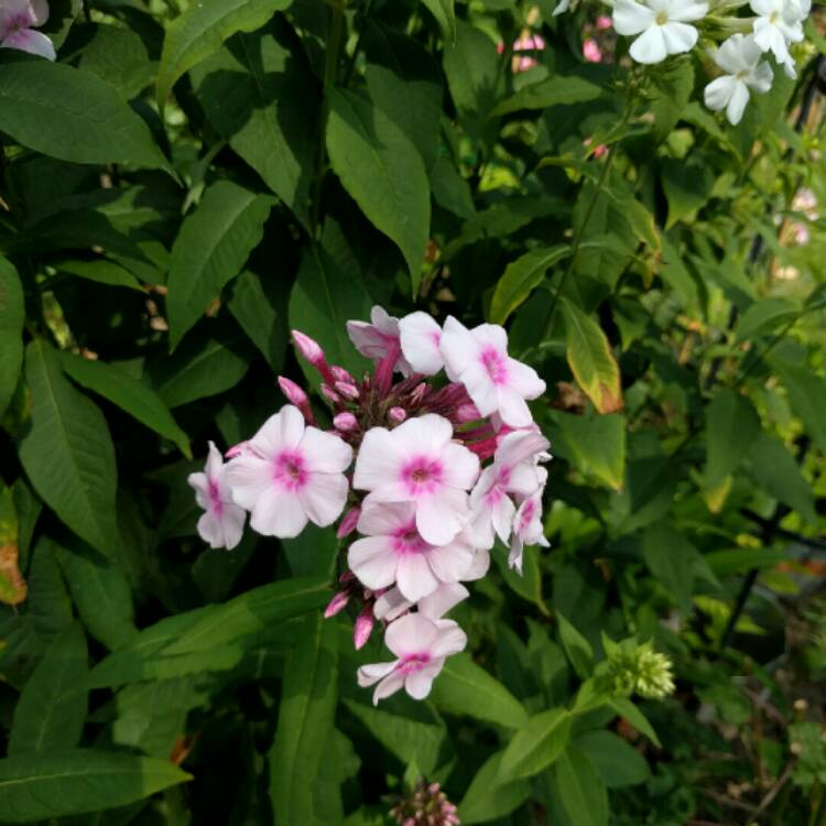 Plant image Phlox Paniculata 'Bright Eyes'