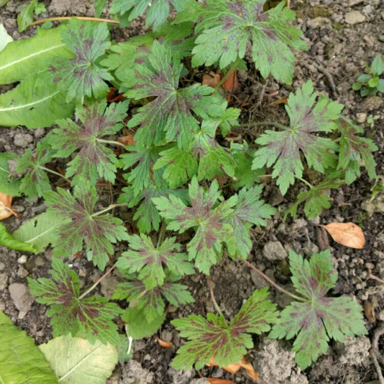 Plant image Geranium x oxonianum 'Katherine Adele'