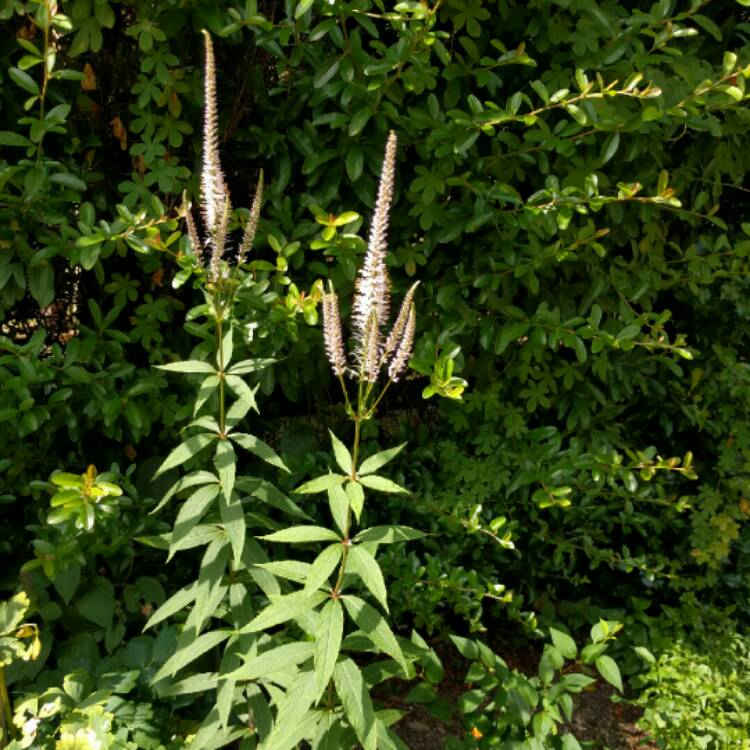 Plant image Veronicastrum virginicum syn. Veronica virginica