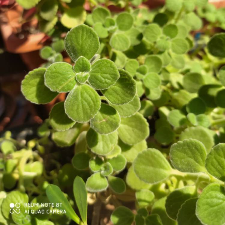 Plant image Coleus amboinicus  syn. Plectranthus amboinicus