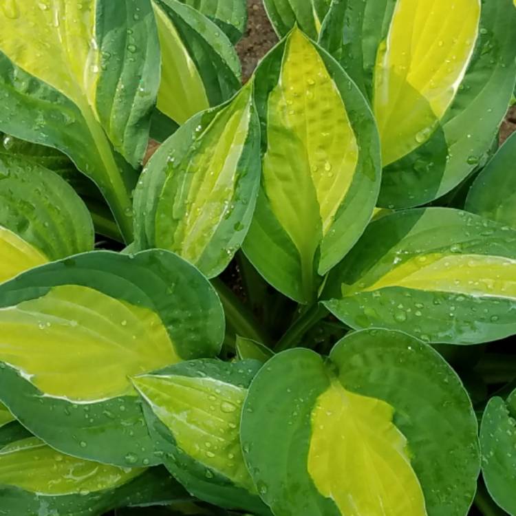 Plant image Hosta 'Gypsy Rose'