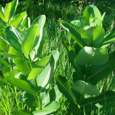 Asclepias syriaca