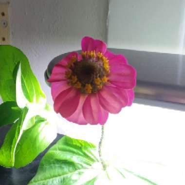 Zinnia elegans