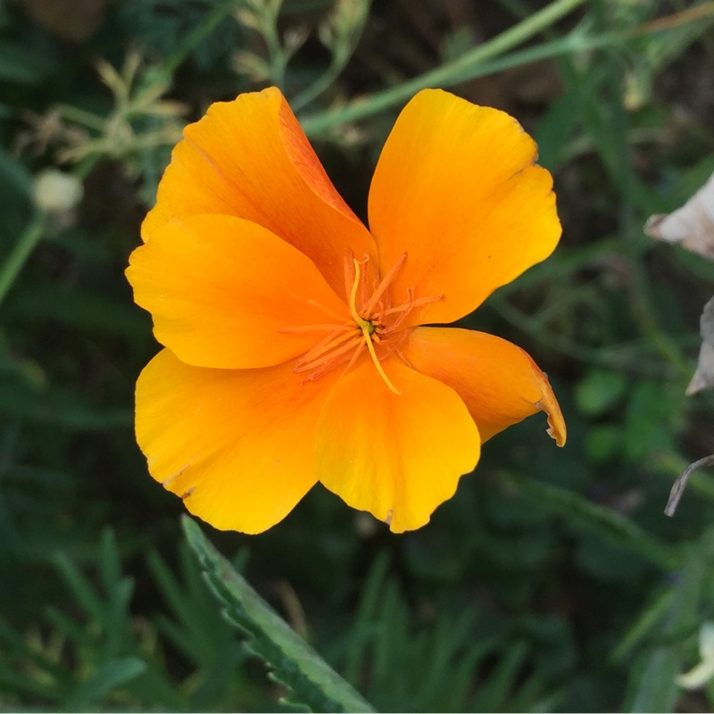 California Poppy