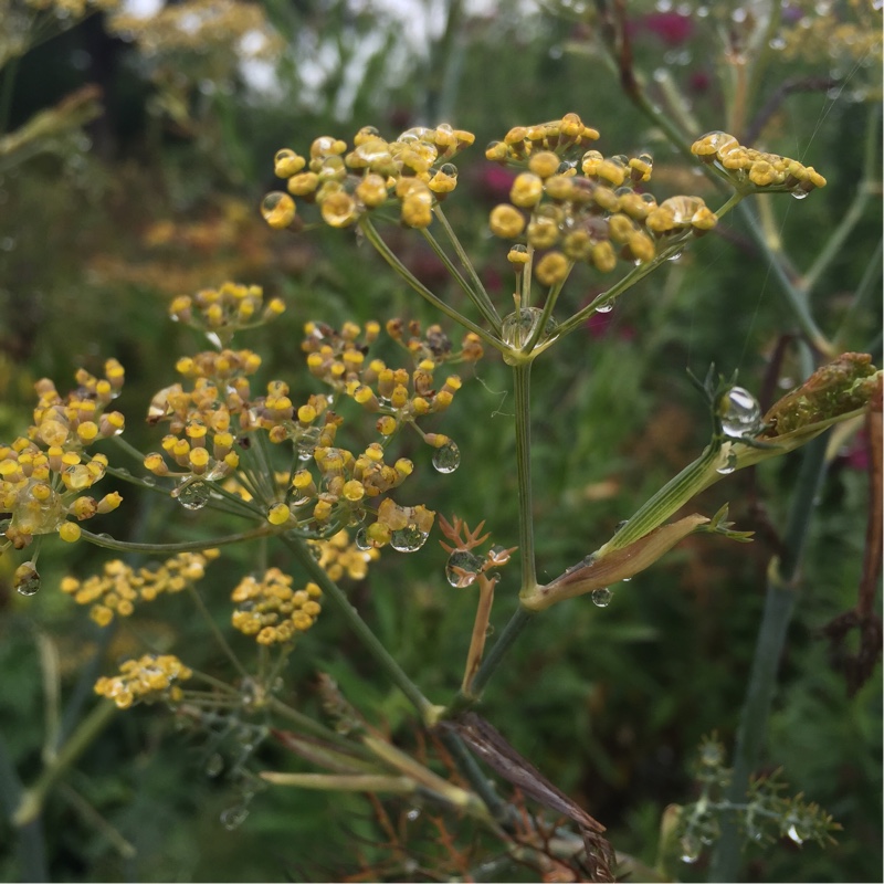 Plant image Foeniculum vulgare 'Giant Bronze' syn. Ferula 'Giant Bronze', Ferula communis 'Giant Bronze'