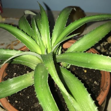 Dyckia