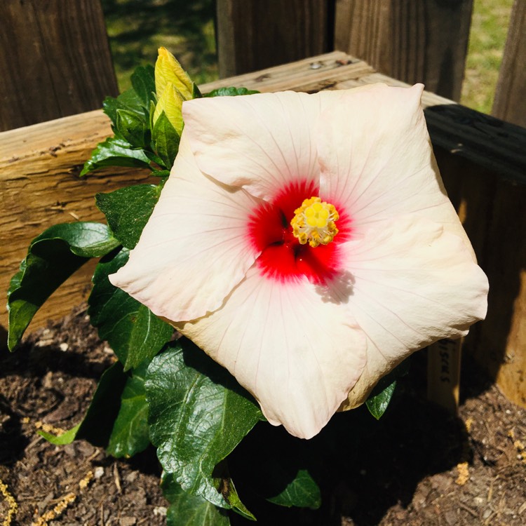 Plant image Hibiscus rosa-sinensis 'Adonicus Pearl'