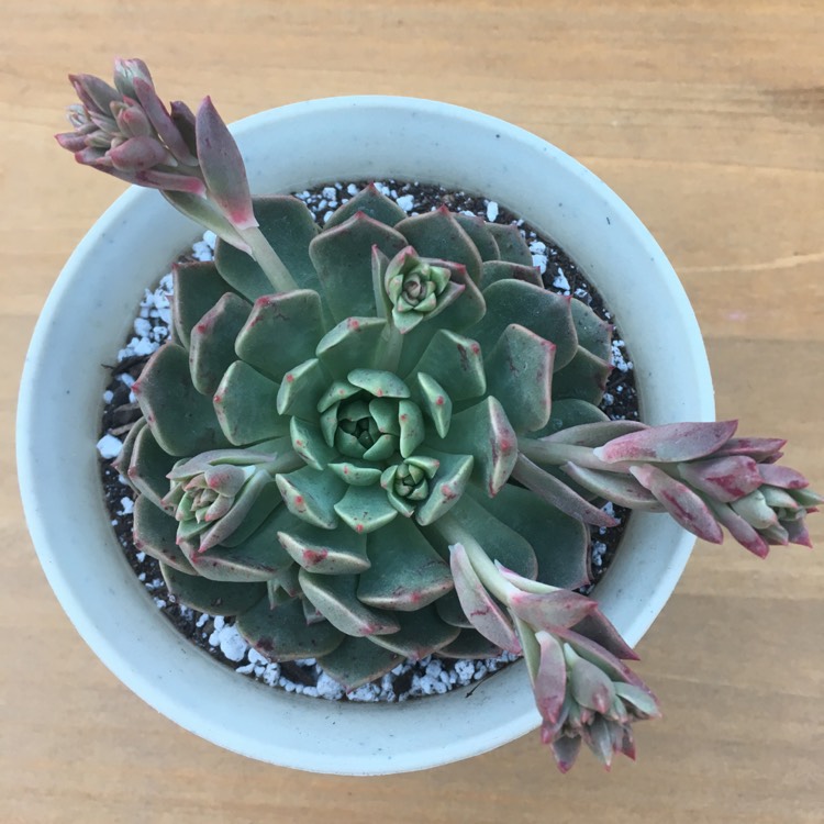 Plant image xGraptoveria Olivia