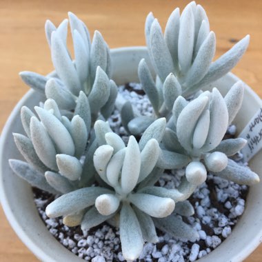 Senecio Haworthii