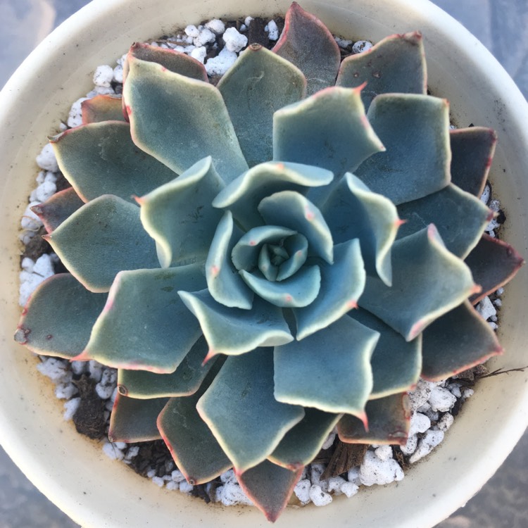 Plant image Echeveria Allegra