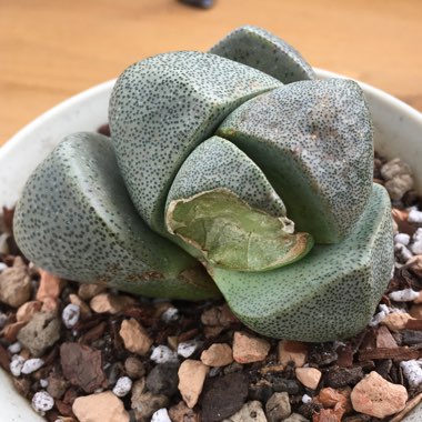 Pleiospilos nelii