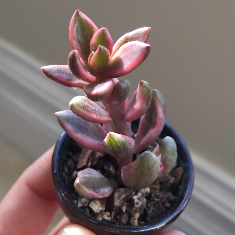 Plant image xGraptoveria Chocolate Bronze