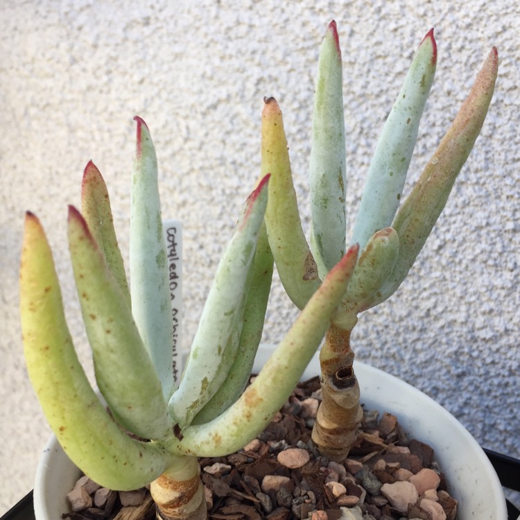 Plant image Cotyledon Orbiculata var. Oblongata