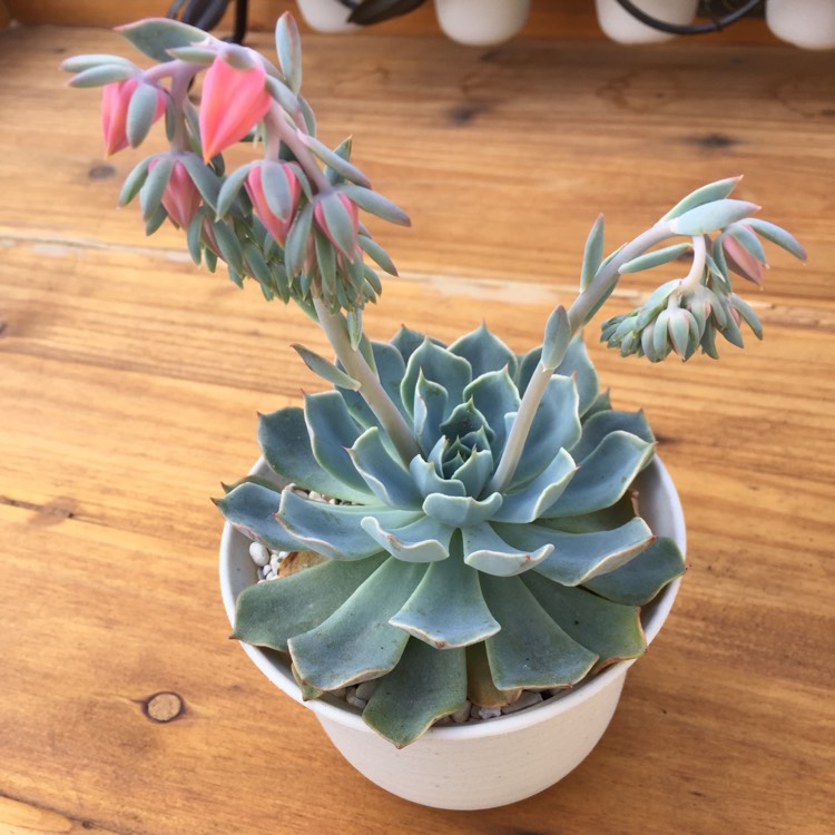 Plant image Echeveria Allegra