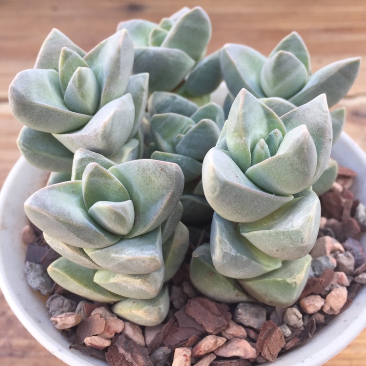 Plant image Crassula 'Moonglow'