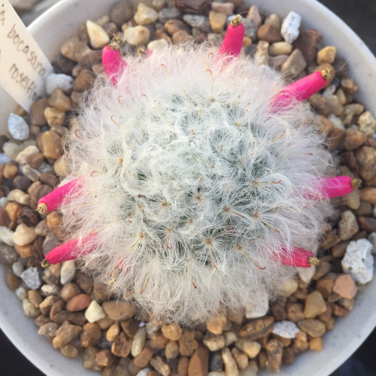 Plant image Mammillaria bocasana