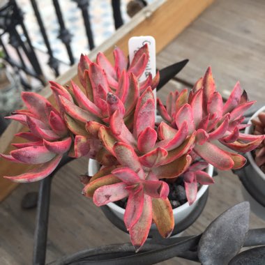 Crassula rubricaulis