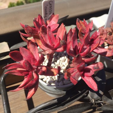 Crassula 'Red Tipped Butterfly Bush'