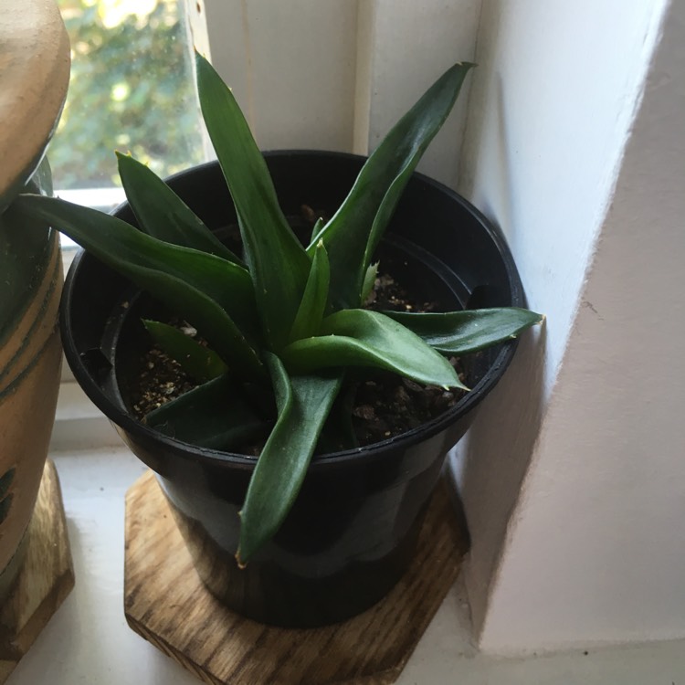 Plant image Haworthia 'Black Gem'