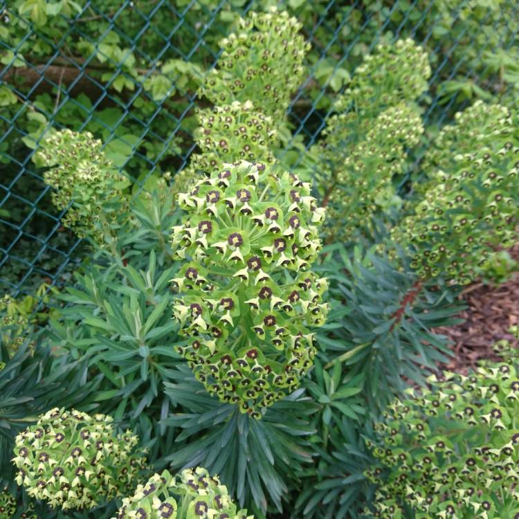 Plant image Euphorbia characias 'Black Pearl'