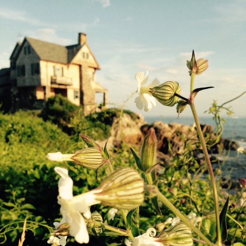 Plant image Silene latifolia