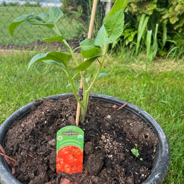 Tomato 'Brandywine' (Beefsteak Tomato)