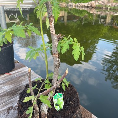 Tomato 'Green Zebra'