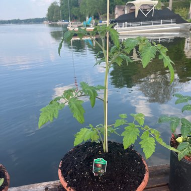 Tomato ' Black Prince'