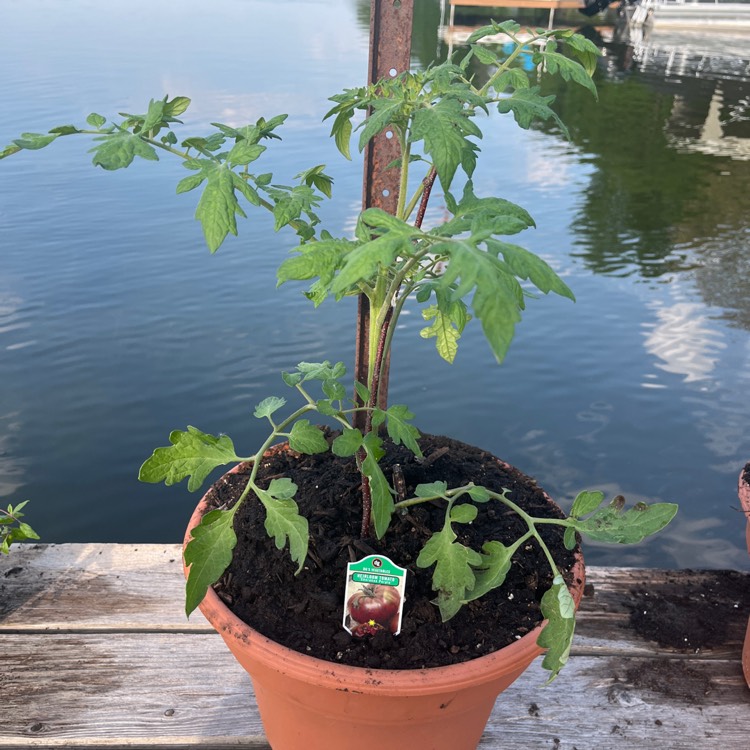 Plant image Solanum Lycopersicum 'Purple Cherokee'