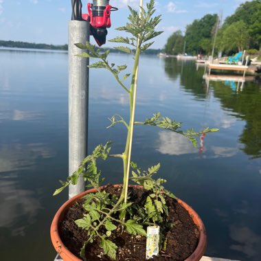 White Cherry Tomato