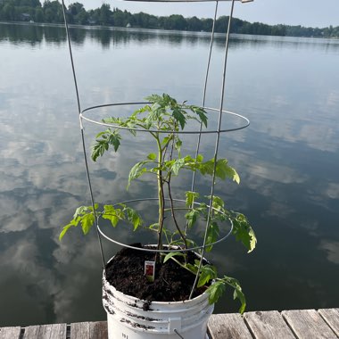 Tomato 'Mortgage Lifter' (Beefsteak tomato)