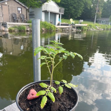 Moms Garden Tomato