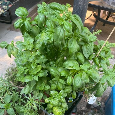 Basil 'Genovese'