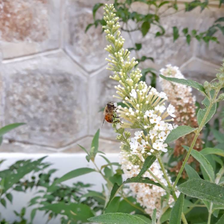 Plant image Buddleja 'Hinebud3' syn. Buddleja 'Dreaming White'