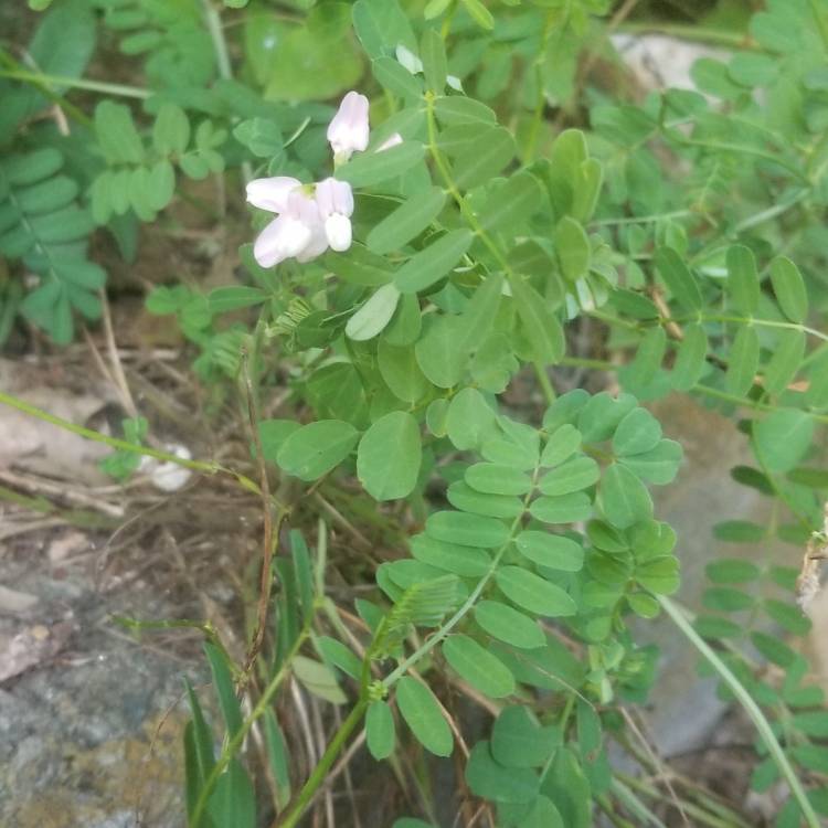 Plant image Vicia sativa syn. Vicia bacla ; Vicia communis ; Vicia glabra ; Vicia nemoralis