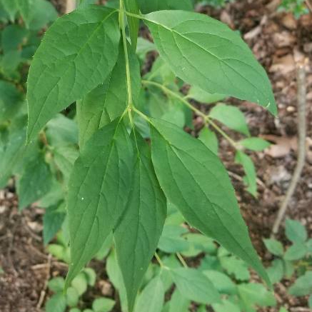 Plant image Philadelphus Coronarius