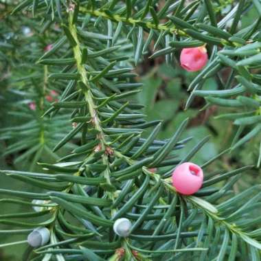 Taxus baccata