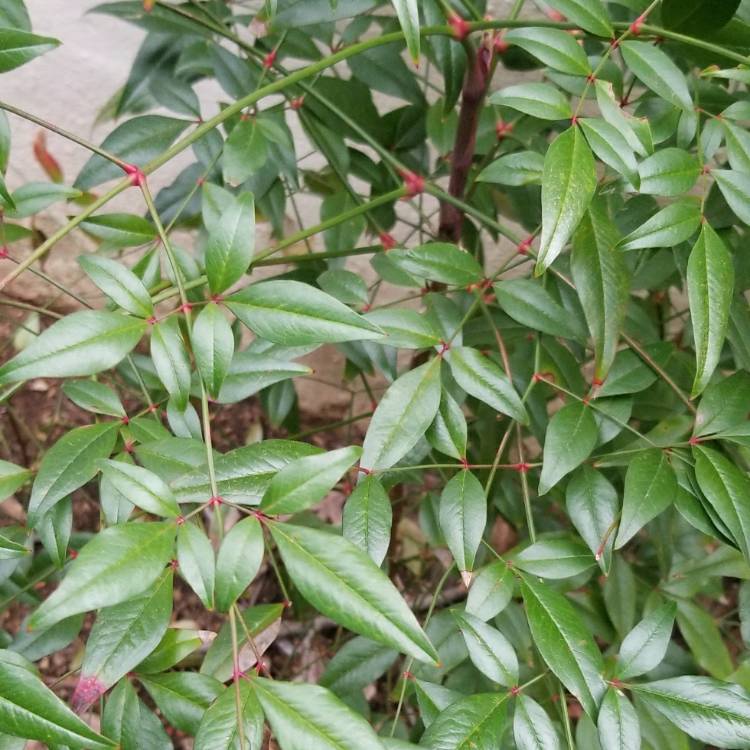 Plant image Nandina domestica 'Fire Power'